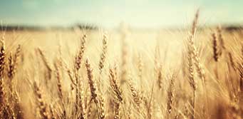 Fertile Soil