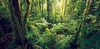 Forests