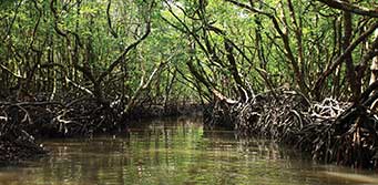 Mangroves