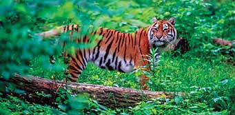 Wild Life